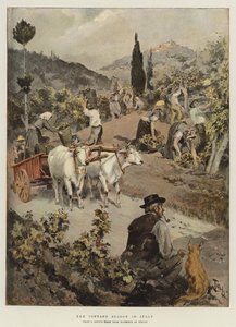 Vintagesæsonen i Italien